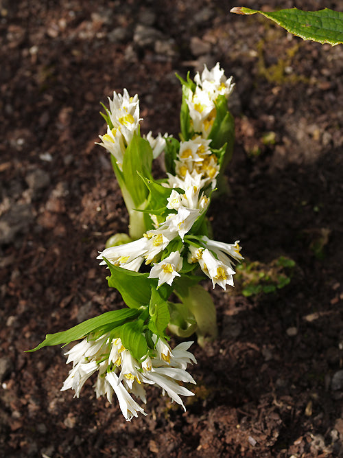 DISPORUM MEGALANTHUM white