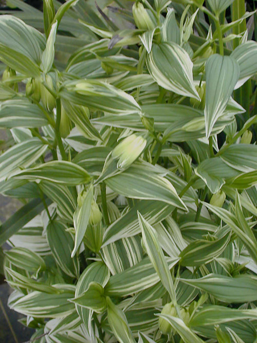 DISPORUM SESSILE 'VARIEGATUM'