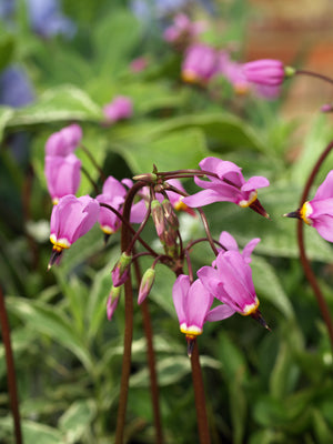 DODECATHEON 'QUEEN VICTORIA'
