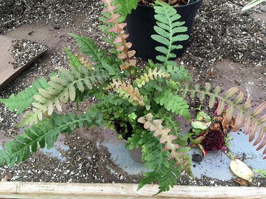 DOODIA ASPERA 'ROUGH RUBY'