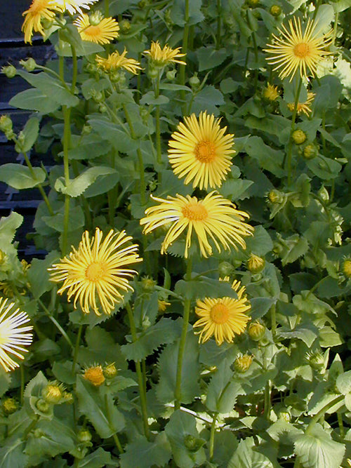 DORONICUM 'FINESSE'