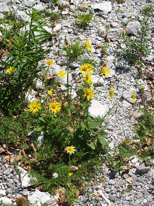 DORONICUM GRANDIFLORUM RCB AL-F-1