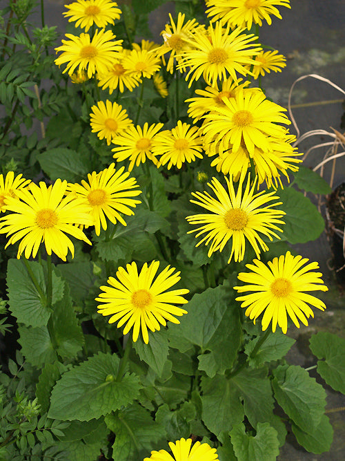 DORONICUM 'RIEDEL'S GOLDKRANZ'