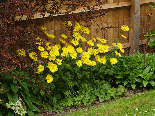 DORONICUM 'MISS MASON'