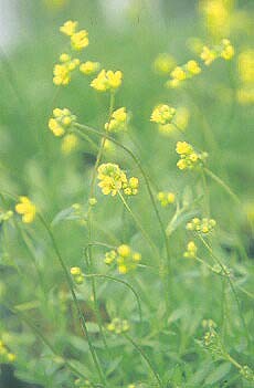 DRABA SP. CC 1911