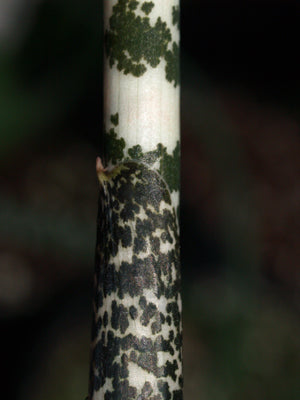 DRACUNCULUS VULGARIS probable white