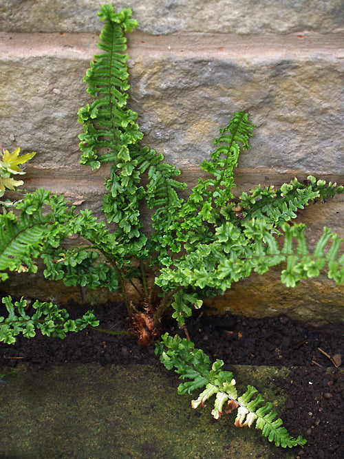 DRYOPTERIS AFFINIS 'CRISTATA ANGUSTATA'
