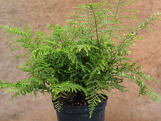 DRYOPTERIS AFFINIS CRISPA GROUP