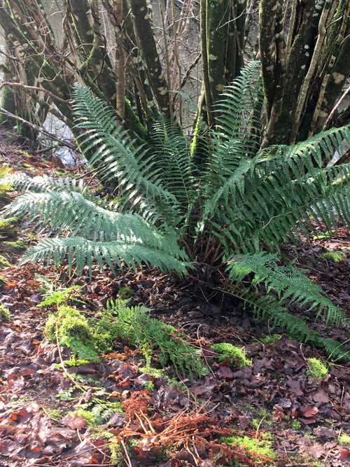 DRYOPTERIS AFFINIS