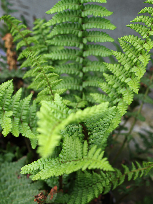 DRYOPTERIS AFFINIS 'PINDERI'