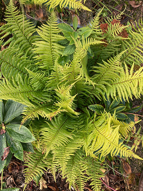 DRYOPTERIS BUSCHIANA