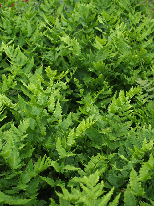 DRYOPTERIS CLINTONIANA