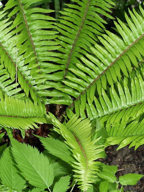 DRYOPTERIS CYCADINA