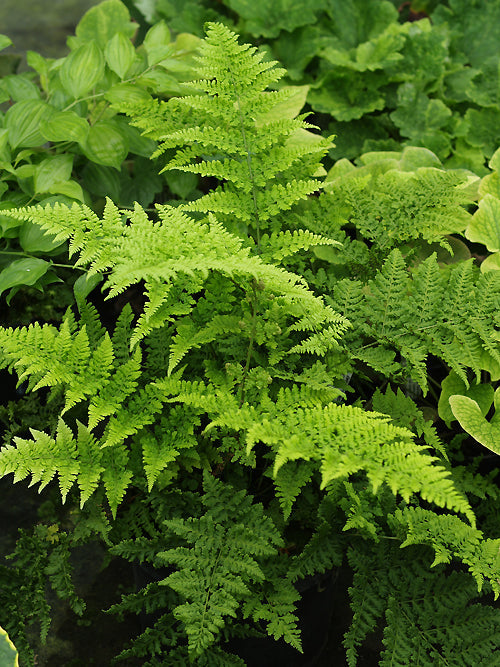DRYOPTERIS DILATATA 'CRISPA WHITESIDE'