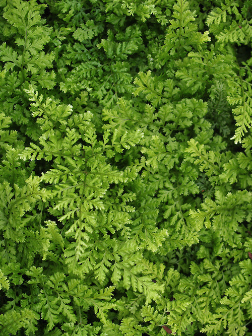 DRYOPTERIS DILATATA 'LEPIDOTA CRISTATA'