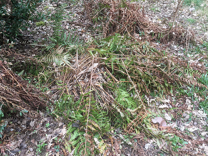 DRYOPTERIS FILIX-MAS