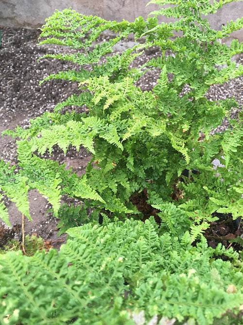 DRYOPTERIS FILIX-MAS 'CRISPA'