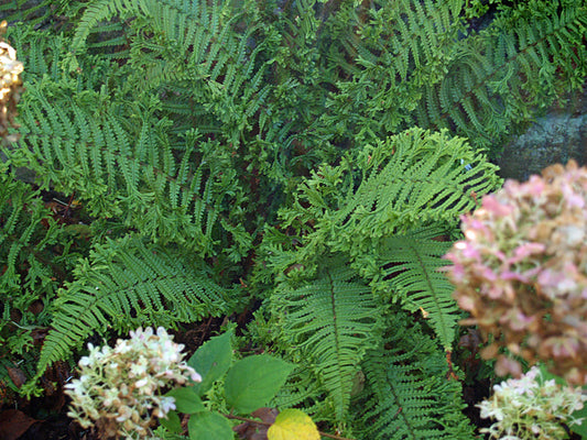 DRYOPTERIS FILIX-MAS 'CRISPA CRISTATA'