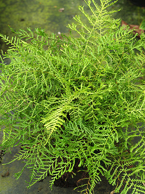 DRYOPTERIS FILIX-MAS 'DEPAUPERATA'
