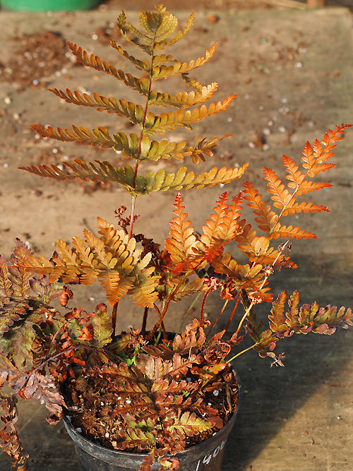 DRYOPTERIS ERYTHROSORA var. KOIDZUMIANA