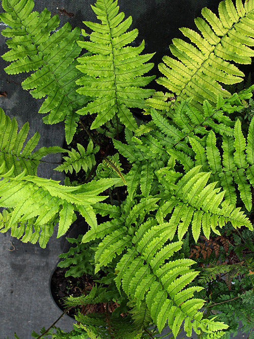 DRYOPTERIS NAMEGATAE