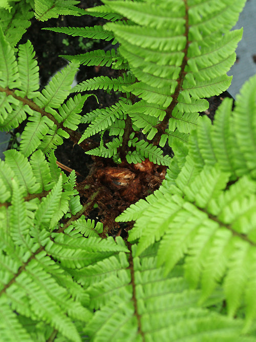 DRYOPTERIS OREADES