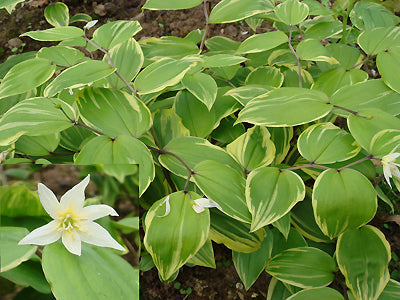 DISPORUM SMILACINUM 'AUREOVARIEGATUM'