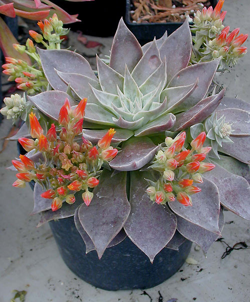 DUDLEYA CYMOSA subsp.PUMILA NNS 95-228