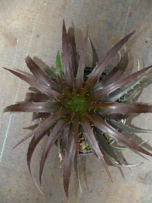 DYCKIA 'BURGUNDY ICE'