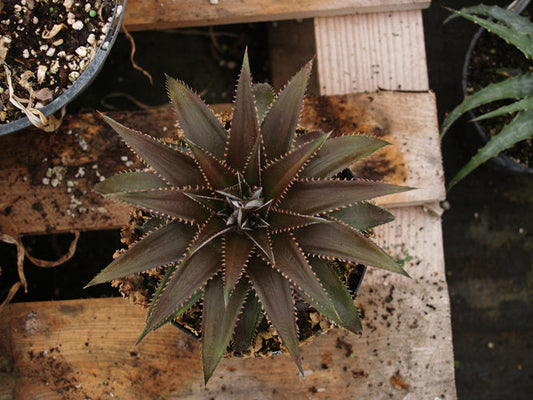 DYCKIA 'GARY FISHER'