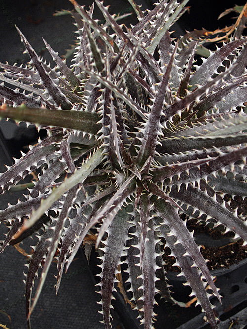 DYCKIA GOEHRINGII