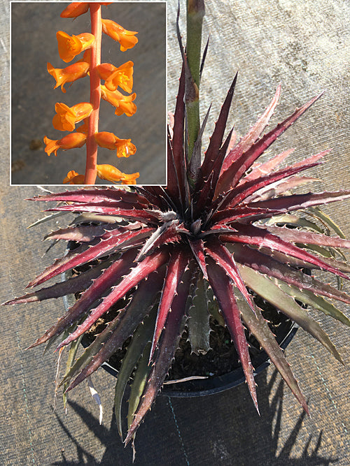 DYCKIA LEPTOSTACHYA