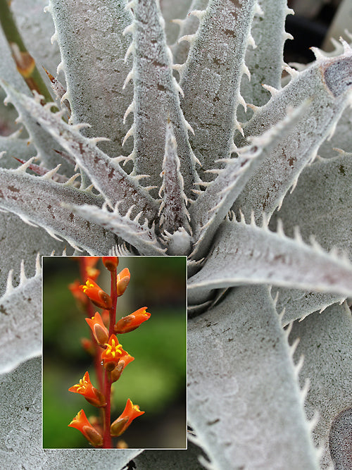 DYCKIA MARNIER-LAPOSTOLLEI