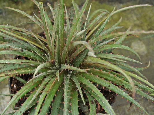 DYCKIA seedlings from 'MORRIS HOBBS'