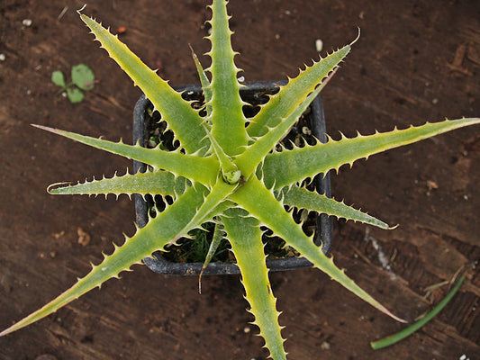 DYCKIA VELASCANA