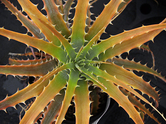 DYCKIA yellow American hybrid