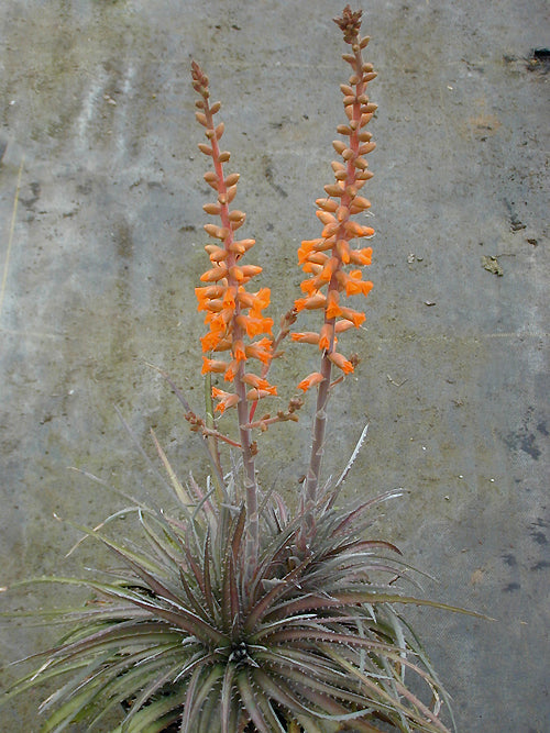 DYCKIA 'MORRIS HOBBS'