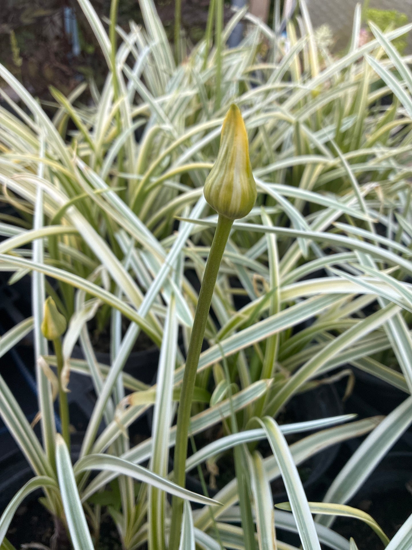 AGAPANTHUS 'SILVER MOON'