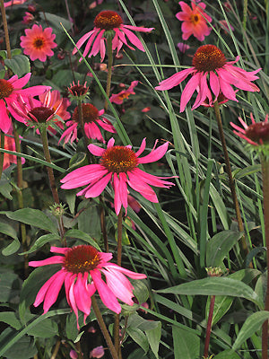 ECHINACEA PURPUREA 'AFTER MIDNIGHT'
