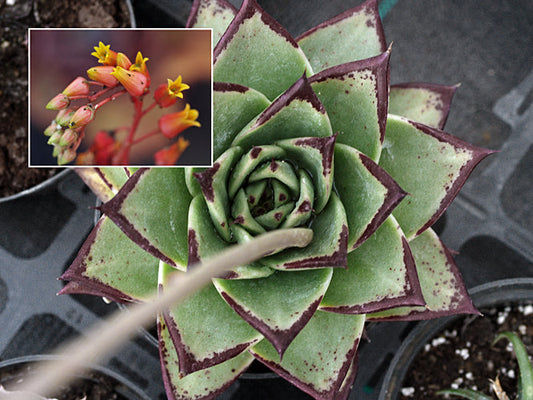 ECHEVERIA AGAVOIDES 'EBONY'