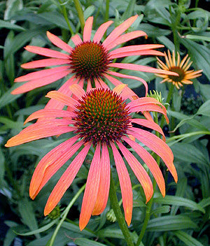ECHINACEA 'ART'S PRIDE'