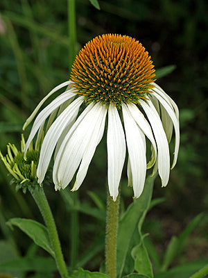 ECHINACEA PURPUREA 'BABY SWAN WHITE'