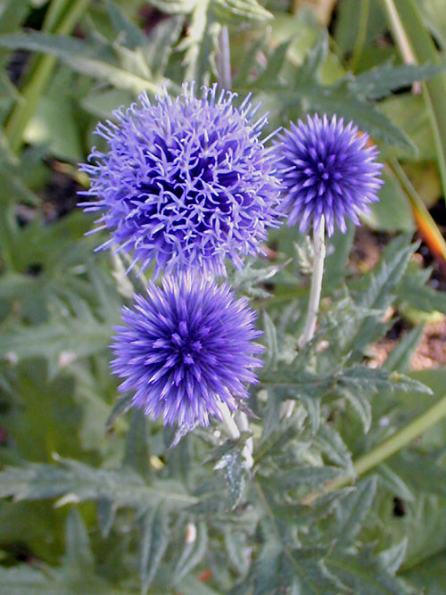 ECHINOPS BANNATICUS 'TAPLOW BLUE'