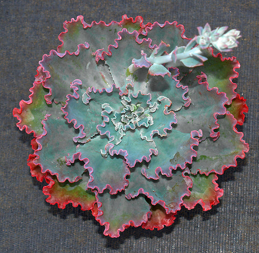 ECHEVERIA 'BLUE WAVES'