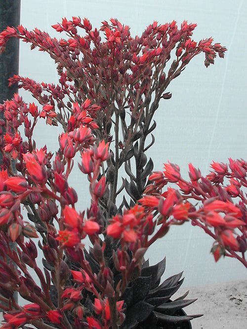 ECHEVERIA 'BLACK PRINCE'