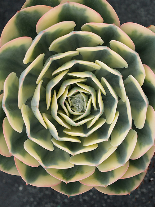 ECHEVERIA SECUNDA f.SECUNDA 'COMPTON CAROUSEL'