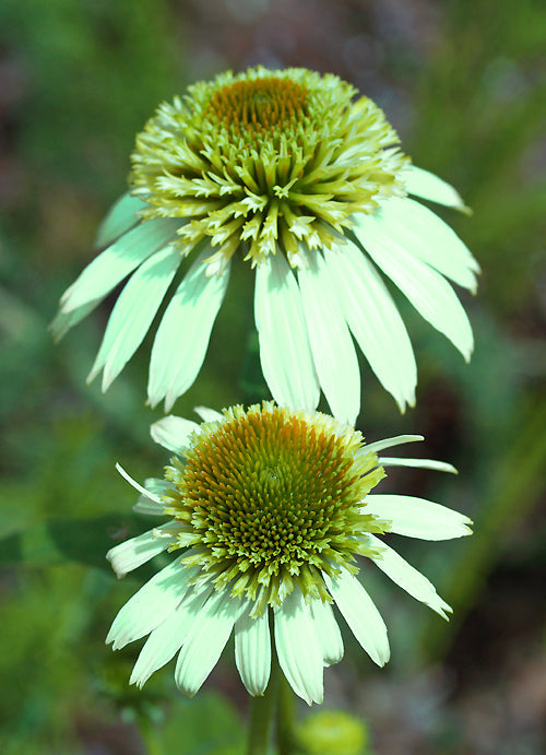 ECHINACEA PURPUREA 'COCONUT LIME'
