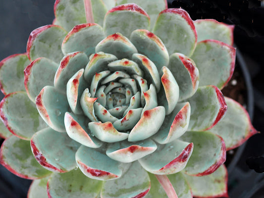 ECHEVERIA ColourATA