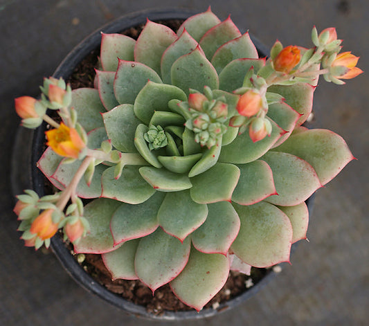 ECHEVERIA 'CORYMBOSA'