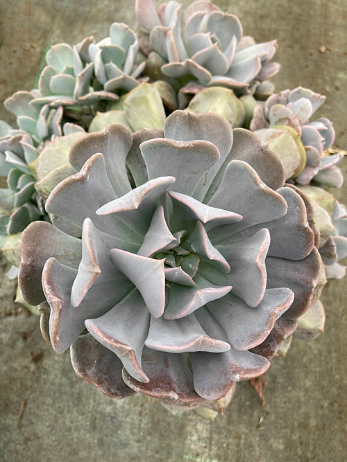 ECHEVERIA 'CUBIC FROST'
